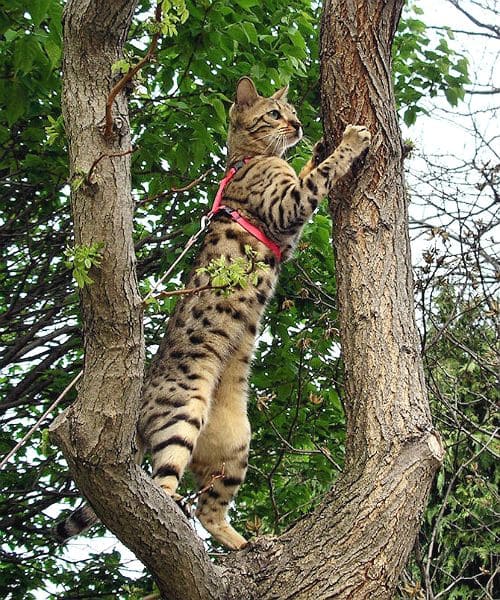 Физическая активность бенгальской кошки