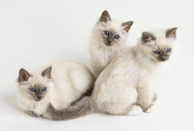 Бирманская кошка - котята