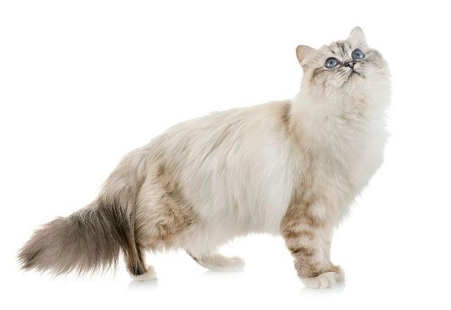 Бирманская кошка - вид сбоку