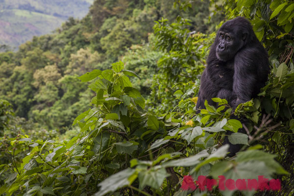 Непроходимый лес Бвинди, Уганда