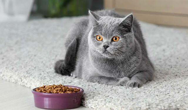 Чем кормить британских кошек – сухой корм