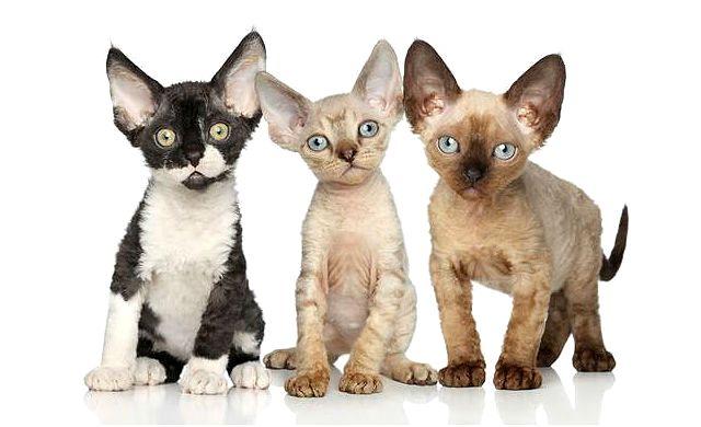 Девон-рекс - котята