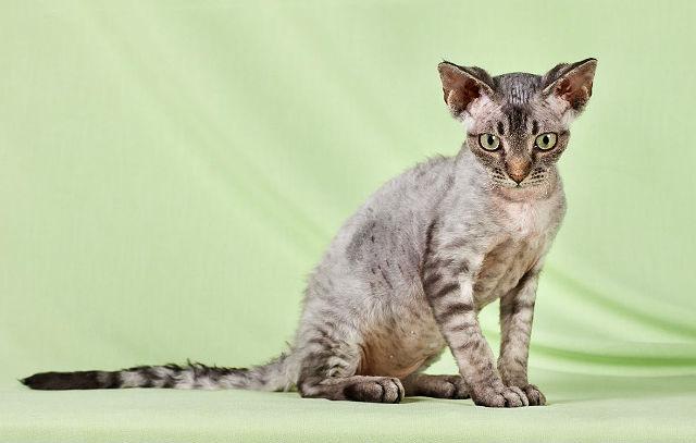 Девон-рекс - порода кошки