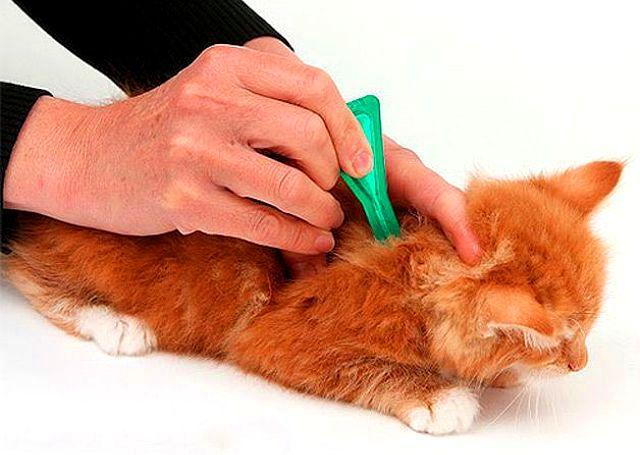 Как наносить капли на гриву кошки