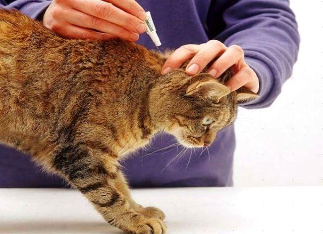 Капли на гриву от глистов у кошек