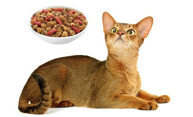 Кормление абиссинской кошки