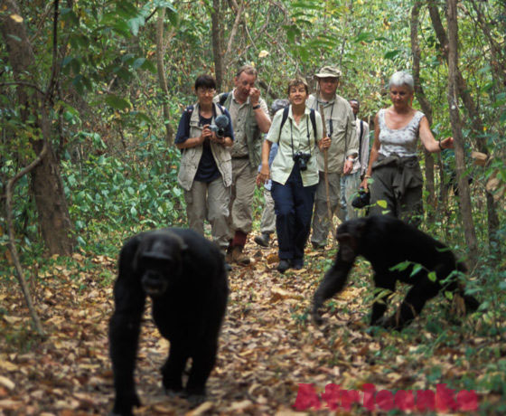 Национальный парк Махали Маунтинс, Танзания