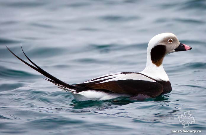 Самые красивые утки: Морянки