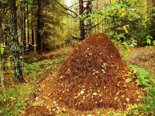 Муравейник