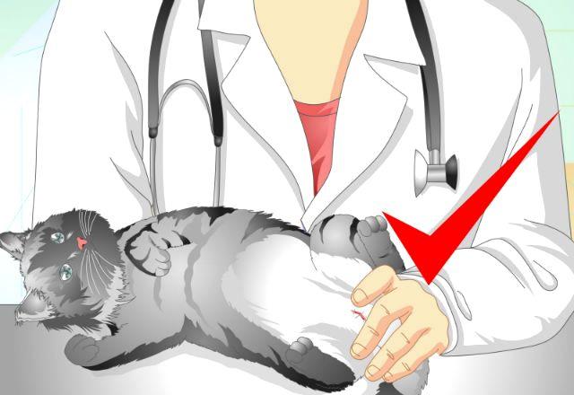 Кастрация котенка