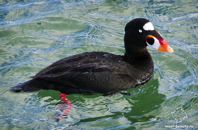 Крапчатые куры