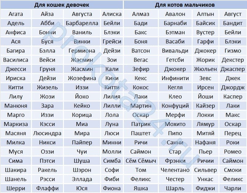 Как выбрать кличку для кошек, кошек и котят