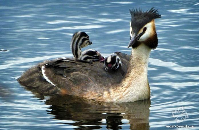 Русский гребень