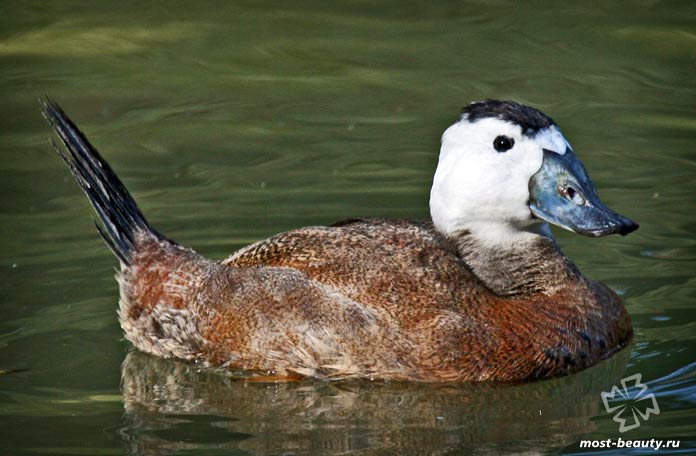 Очень красивые уточки: Савка