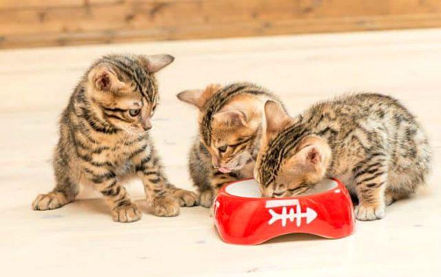 Кормление бенгальской кошки