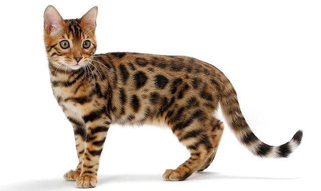 Бенгальская кошка — вид сбоку