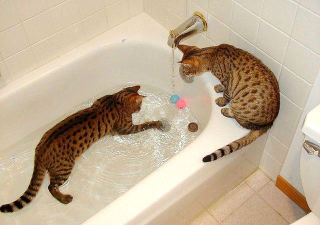 Бенгальская кошка – гигиена