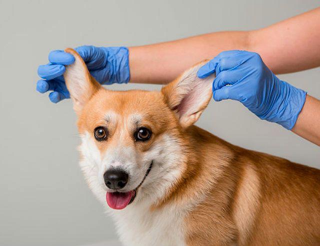 Сколько живут корги – уход за взрослой собакой