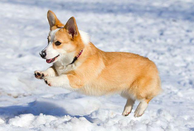 Как долго корги остаются дома