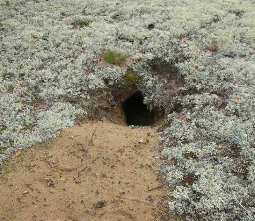 Советы бывалых по охоте на барсука Советы бывалых по охоте на барсука