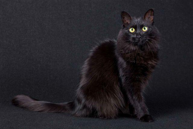 Турецкая ангора черная