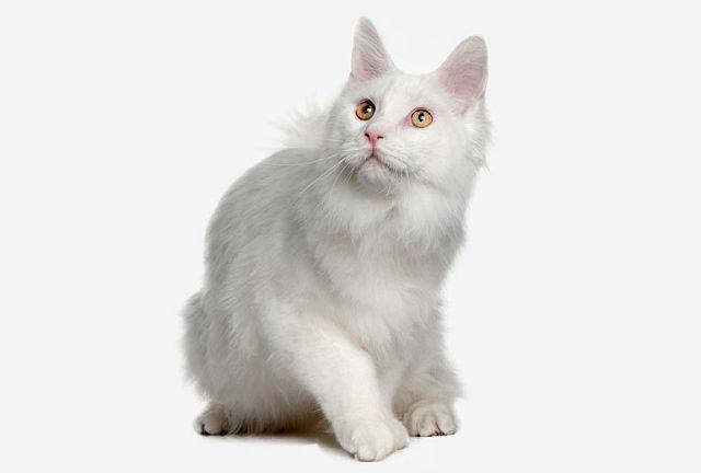 Турецкая ангора - котенок