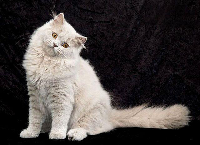 Турецкая ангора – экстерьер