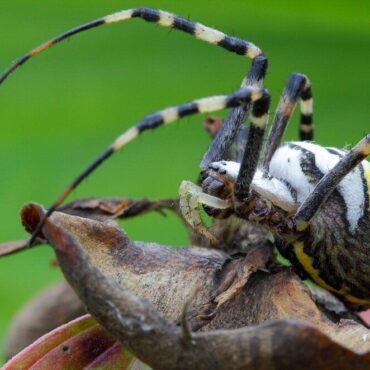 Паук-оса (агриопа Брюнниха)