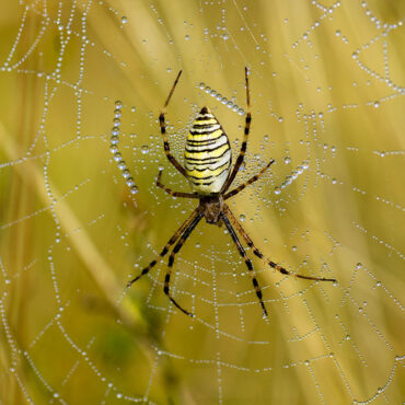 Паук-оса или агриопа Брюнниха