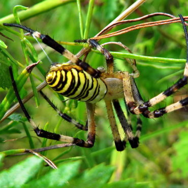 Паук-оса (Argiope bruennichi)