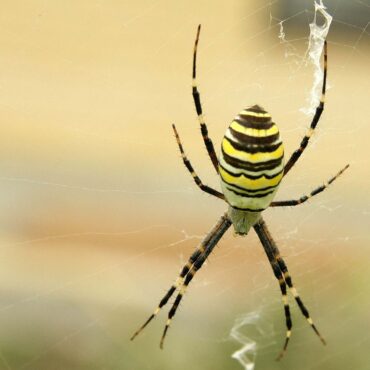 Паук-оса или агриопа Брюнниха (Argiope bruennichi)