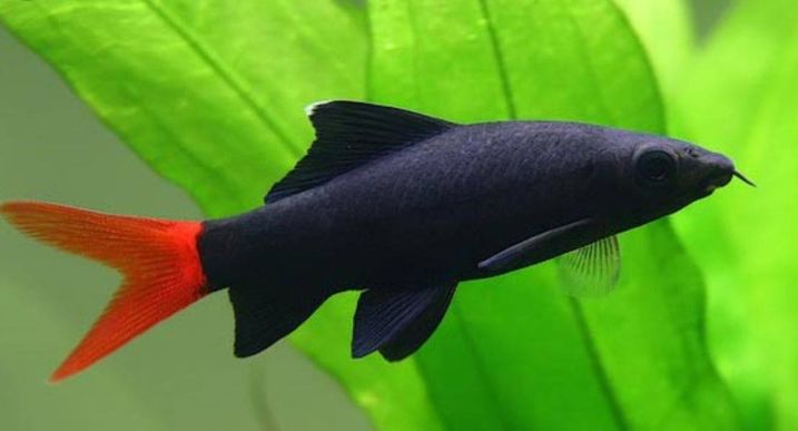 Лабео биколор: фото, содержание, совместимость, уход