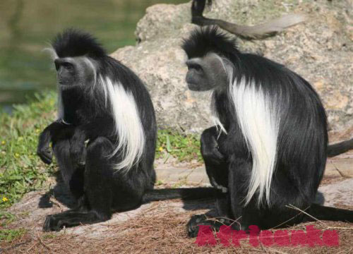 Где увидеть обезьян в Африке: Диани Форест, Кения