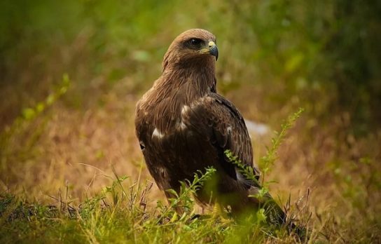 где живет черный дракон среда обитания черного коршуна