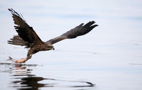 ЧЁРНЫЙ КОРШУН: описание