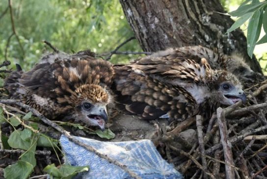 Маленькие цыплята дракона Птенцы черного дракона