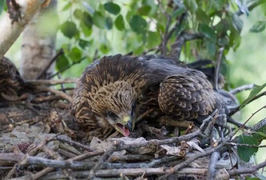 ЧЁРНЫЙ КОРШУН: описание