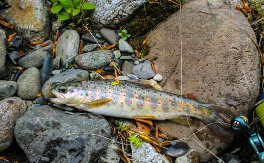 Красная книга Ставропольского края