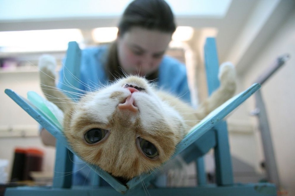 кастрация кошки