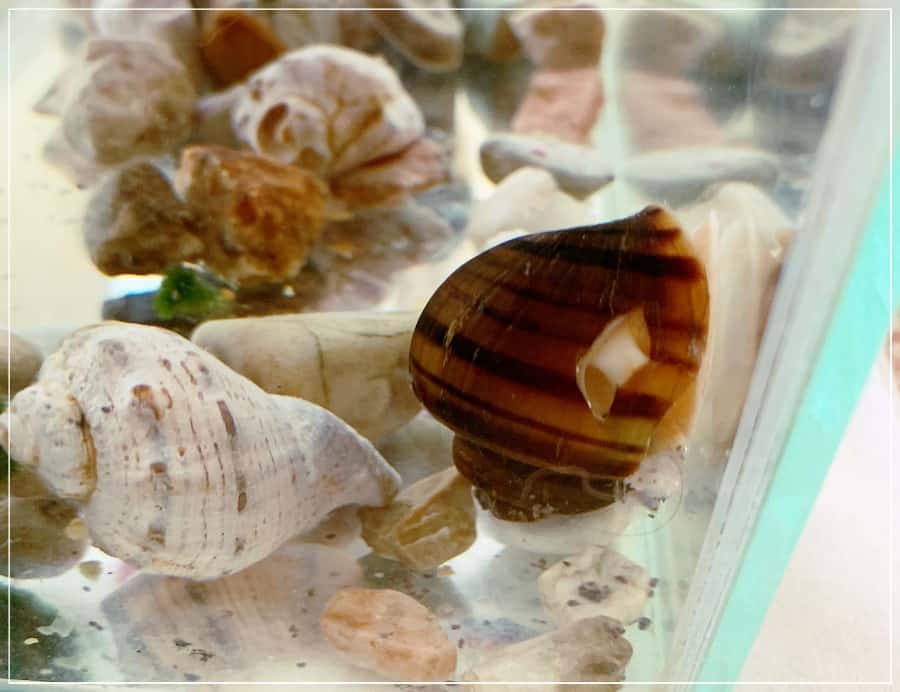 дыра в раковине улитки