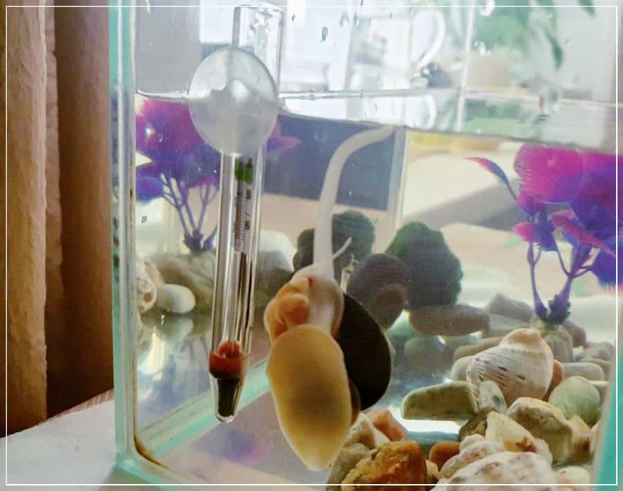 дыхательная трубка улитки