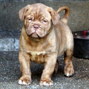 Американский бандог