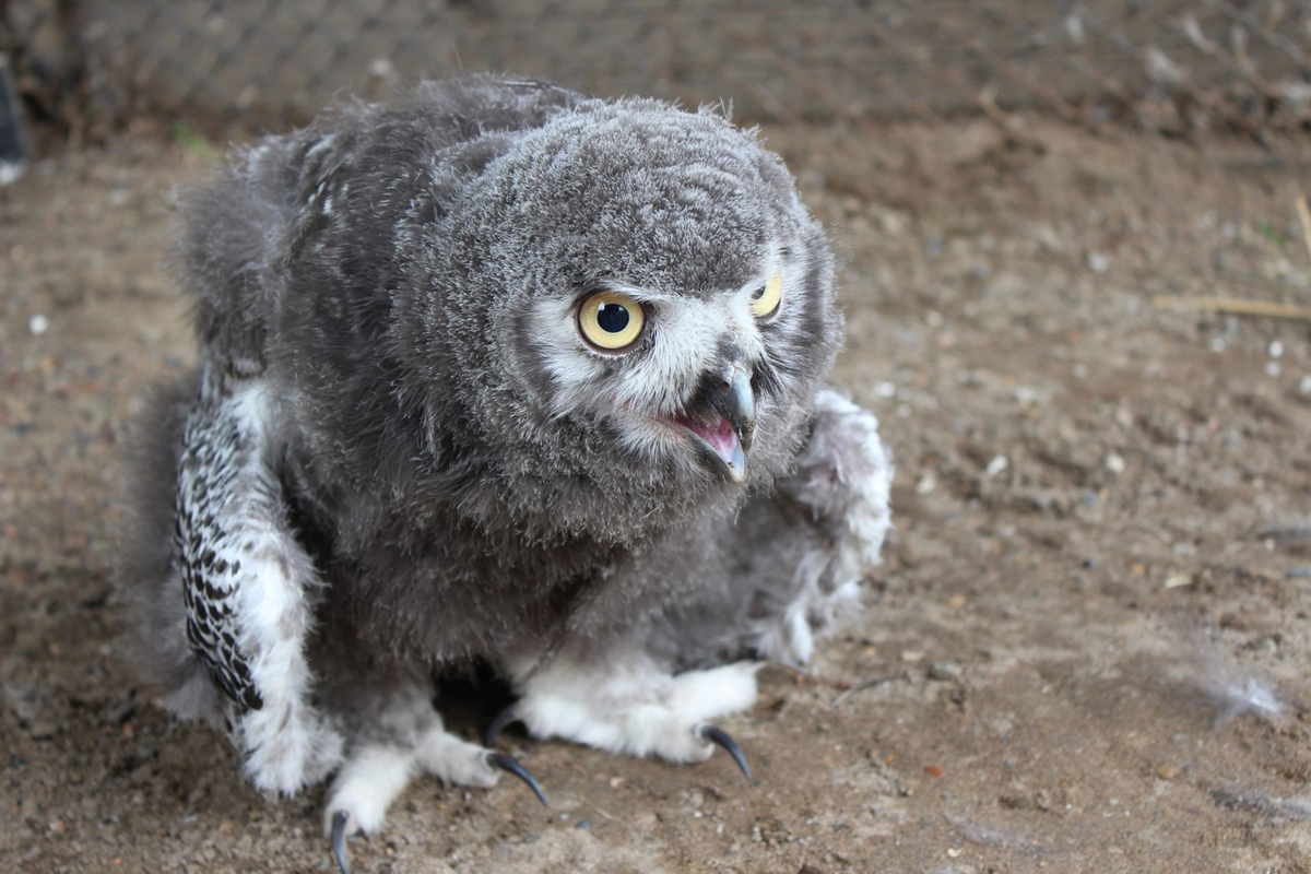 Сова белая, северная или полярная - кого ест, чем питается