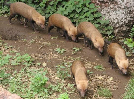 образ жизни кустарниковой собаки