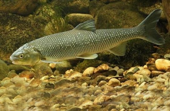 Красная книга Ставропольского края