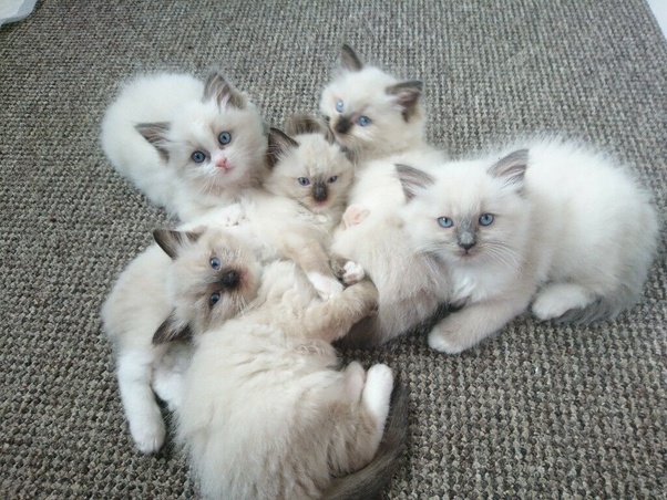 Котята из одного помёта