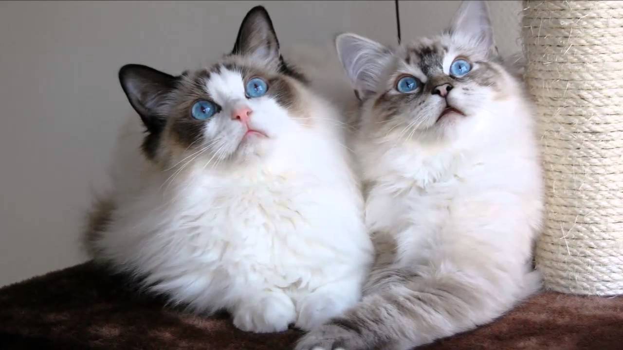 Кошка рэгдолл и кошка