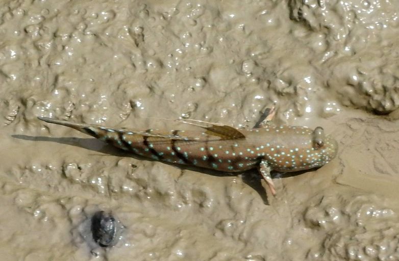 Рыба илистый прыгун: описание, где обитает, чем питается, разновидности, размножение, интересные факты