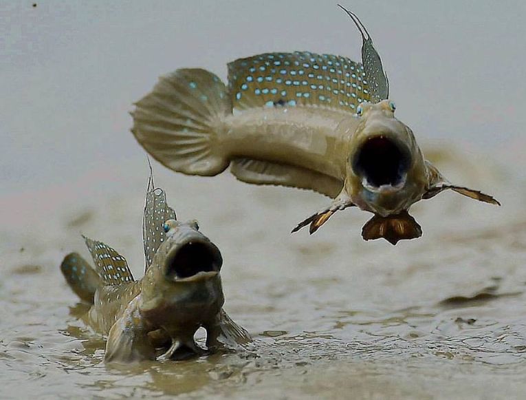 Рыба илистый прыгун: описание, где обитает, чем питается, разновидности, размножение, интересные факты