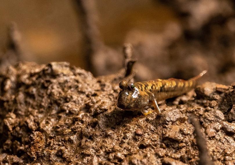 Рыба илистый прыгун: описание, где обитает, чем питается, разновидности, размножение, интересные факты